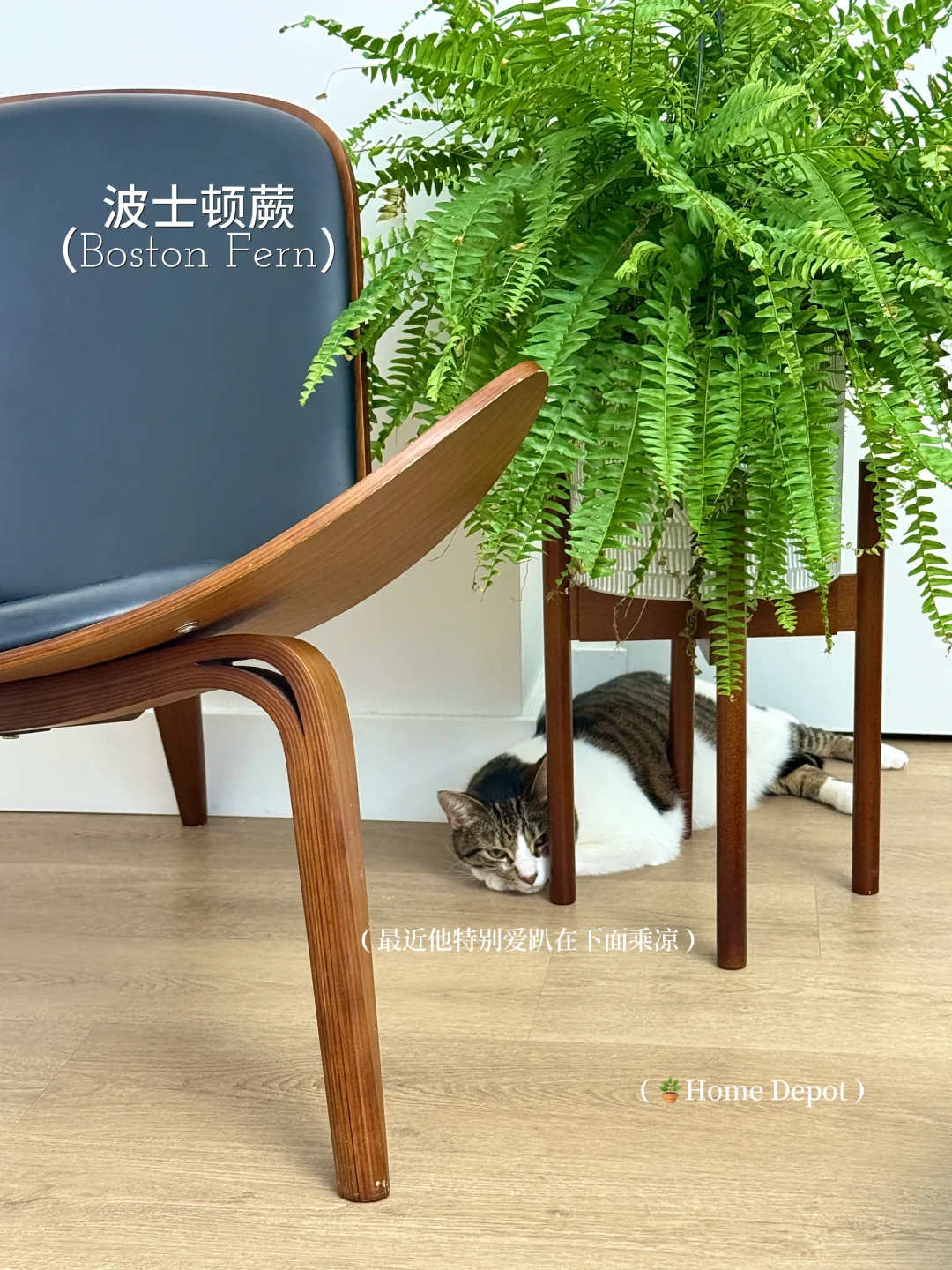 懒人轻松养??氛围感能量绿植分享