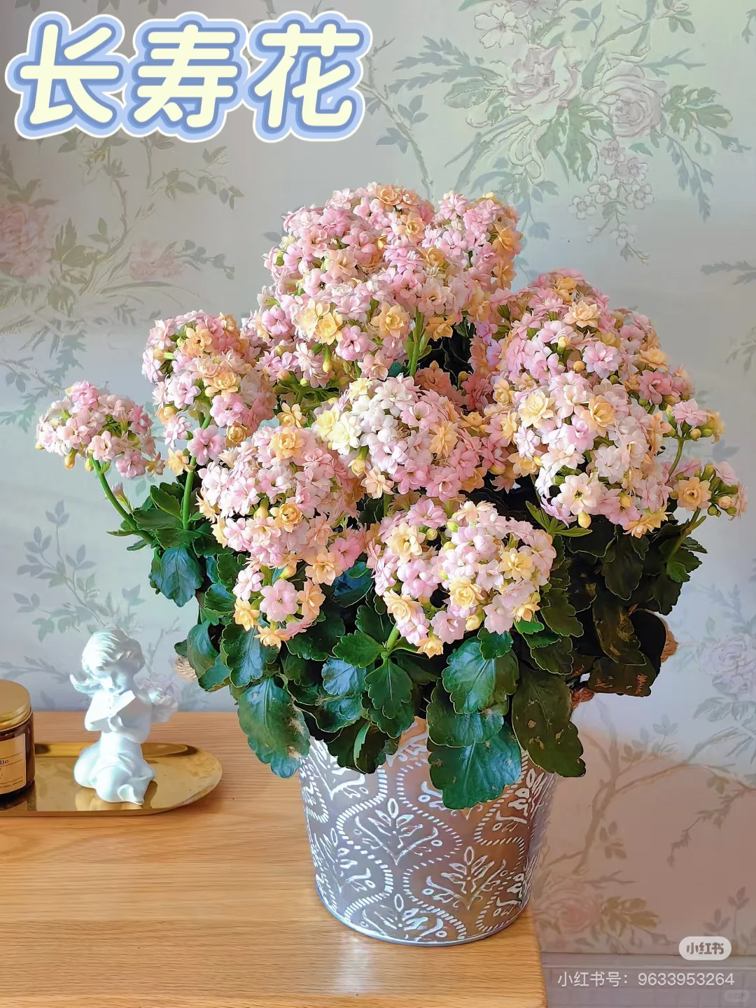 4种懒人开花植物?30天不浇水也能活！