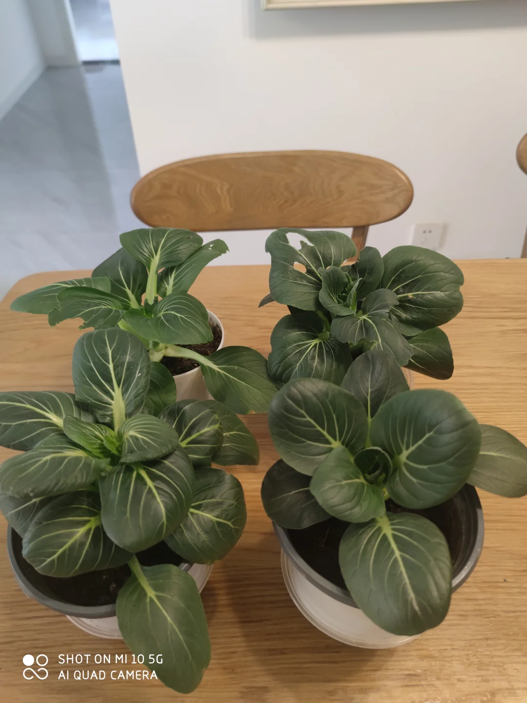 阳台种菜大全。