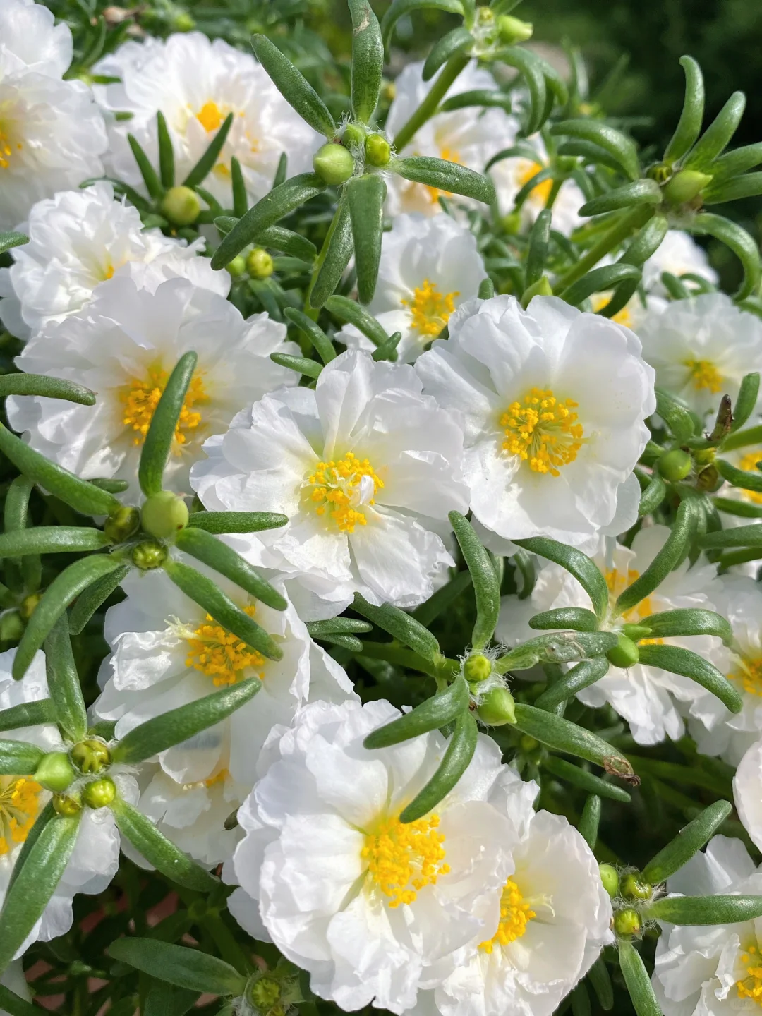 种籽播太阳花一定要选择的颜色的话我会选它