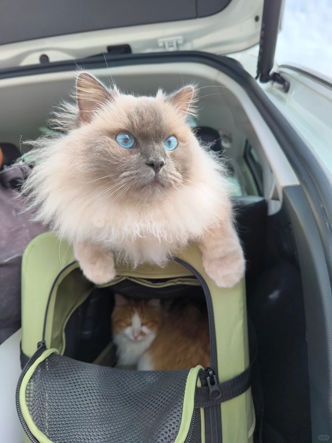 航空/铁路/公路运输 宠物?托运全攻略