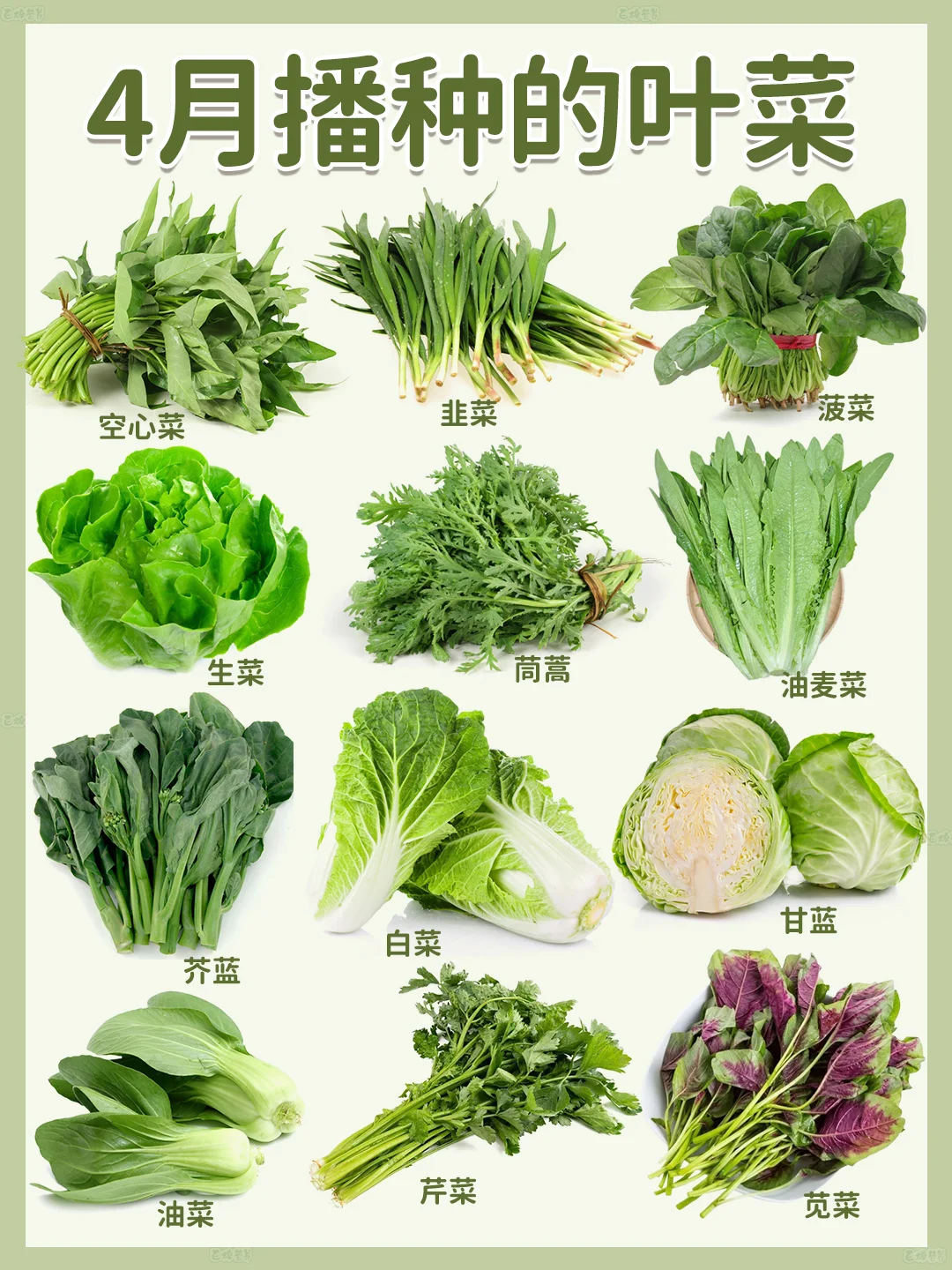 4月种菜季 | 超适合种的叶类菜?