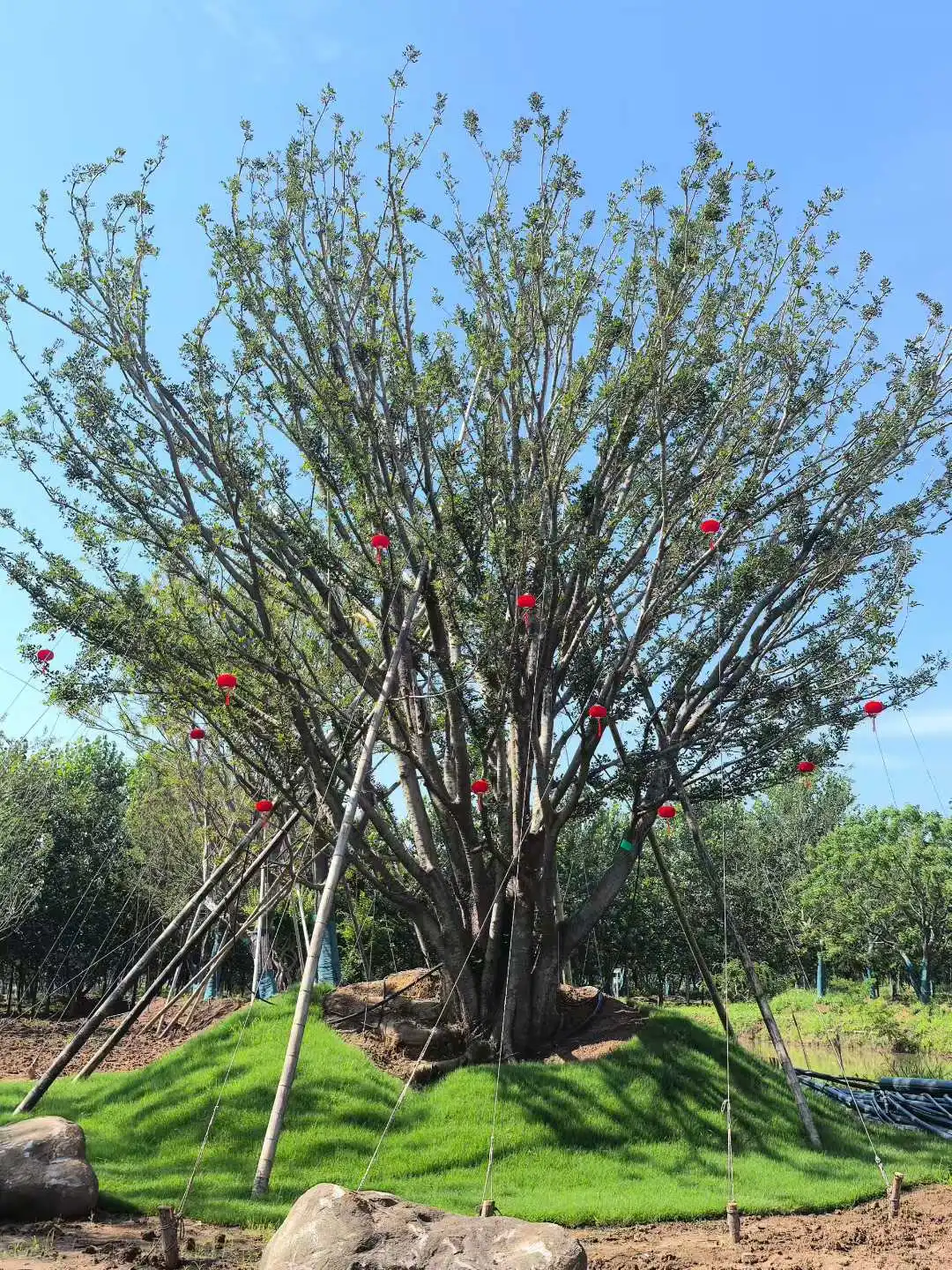 介绍华中常用乔木-朴树