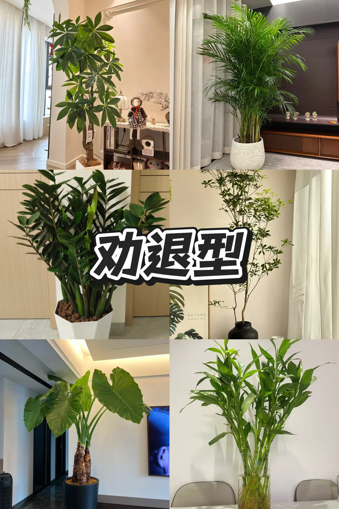 血泪教训！家庭绿植选这些才不踩坑?