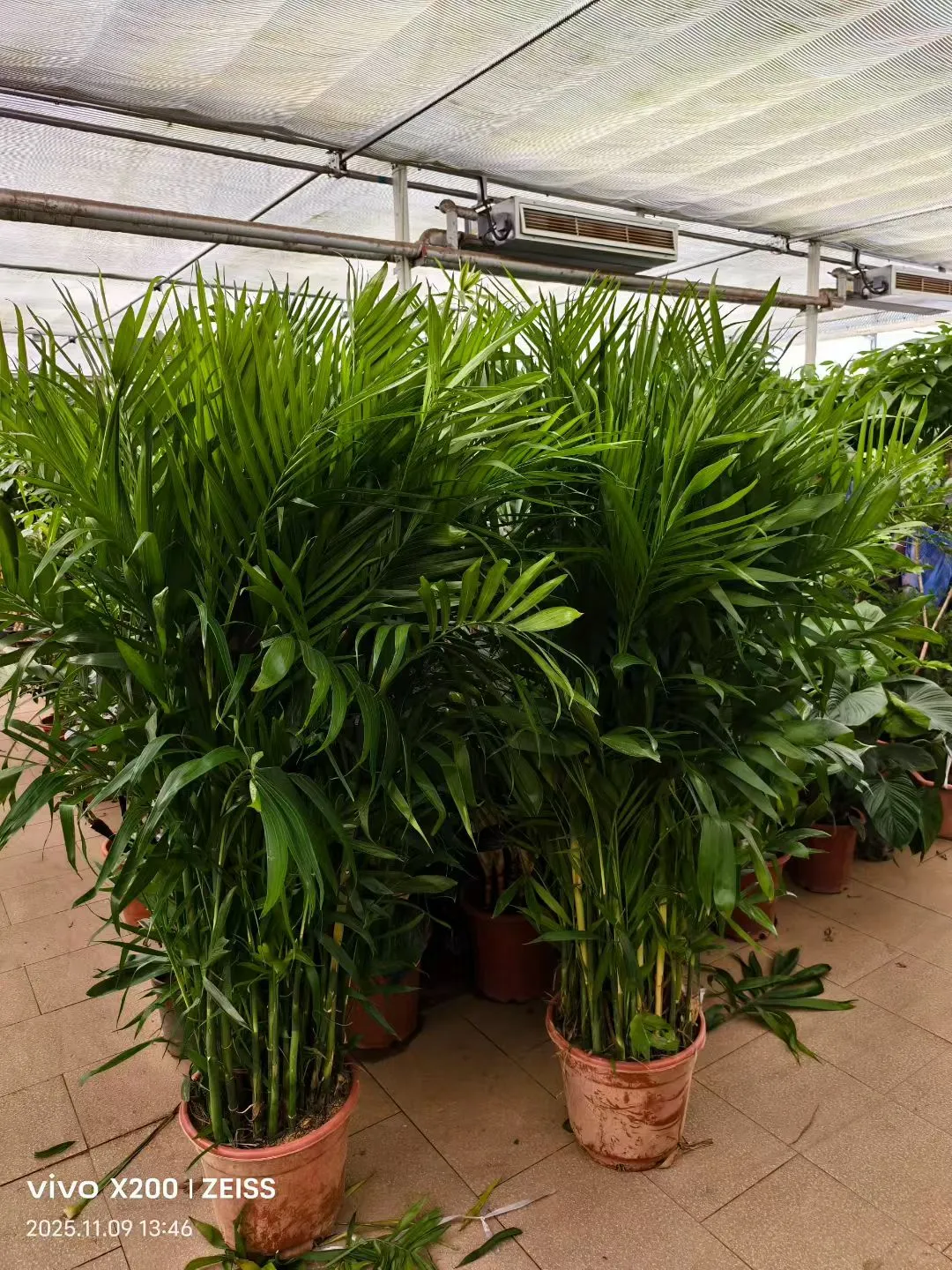 北京鲜花租摆，花卉租赁，绿植租摆公司