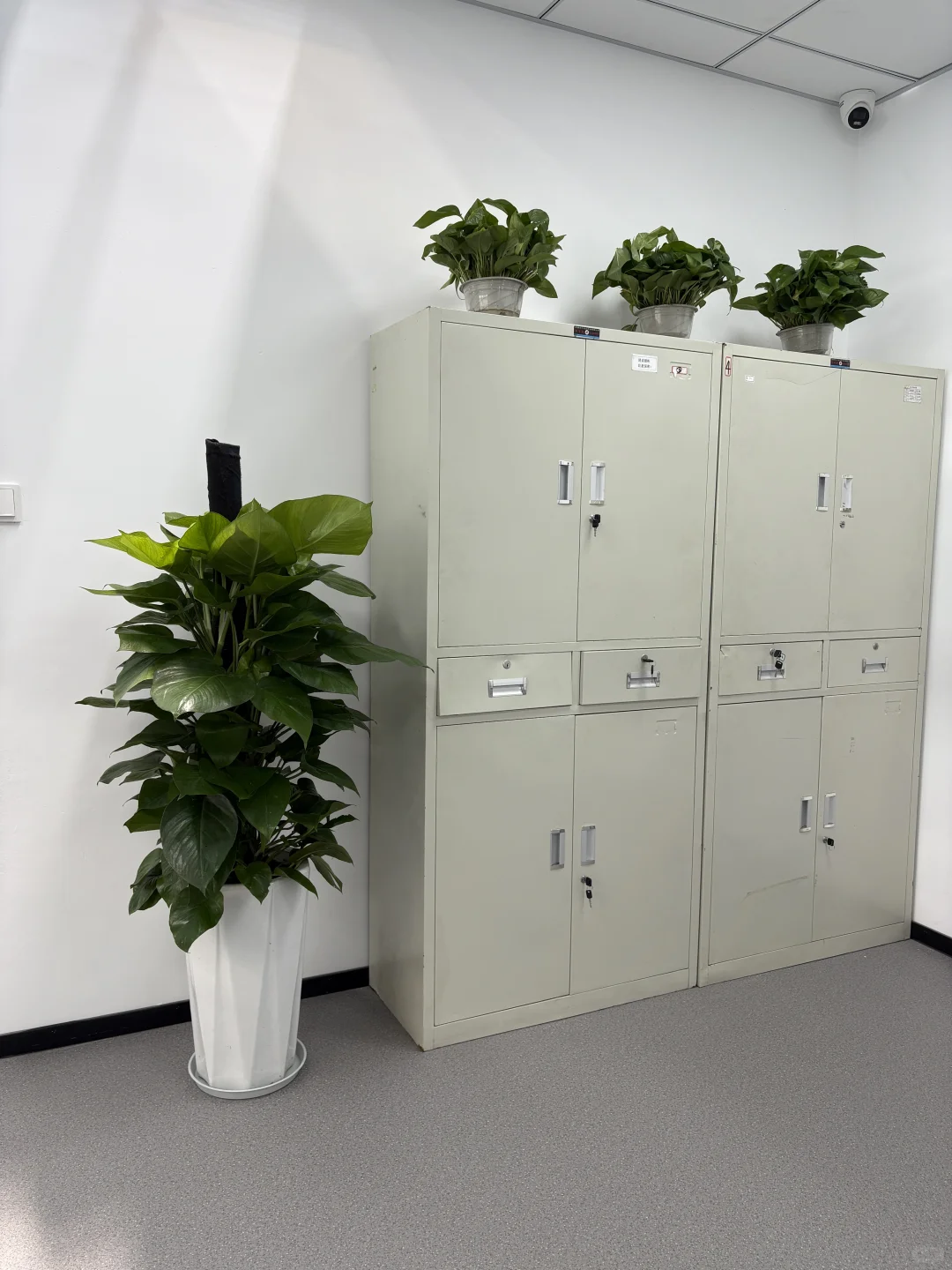 买到超好看的绿植！?