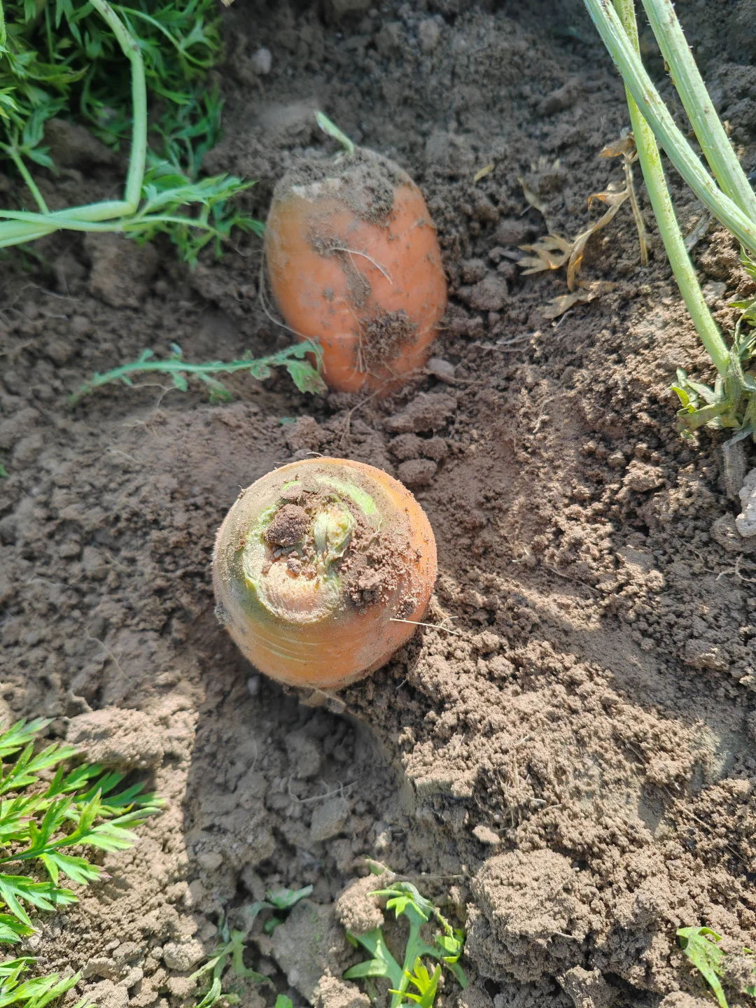 11.10?，超级营养的胡萝卜捡起来