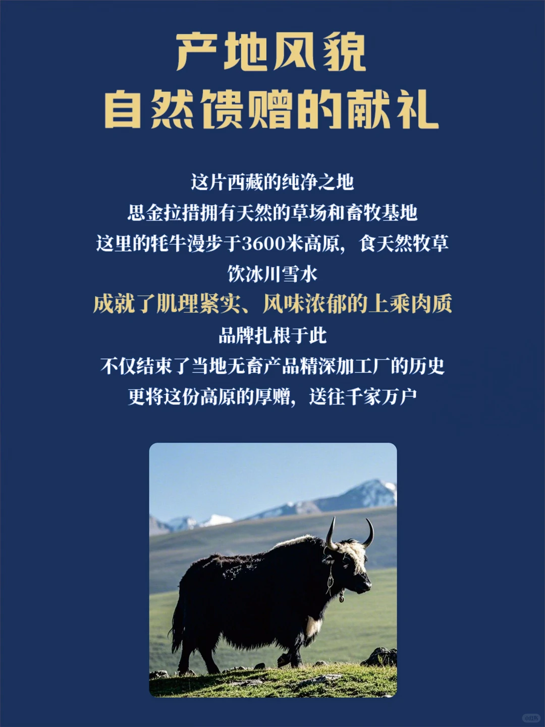 思金拉措牦牛肉 | 把藏地风味带进千家万户！