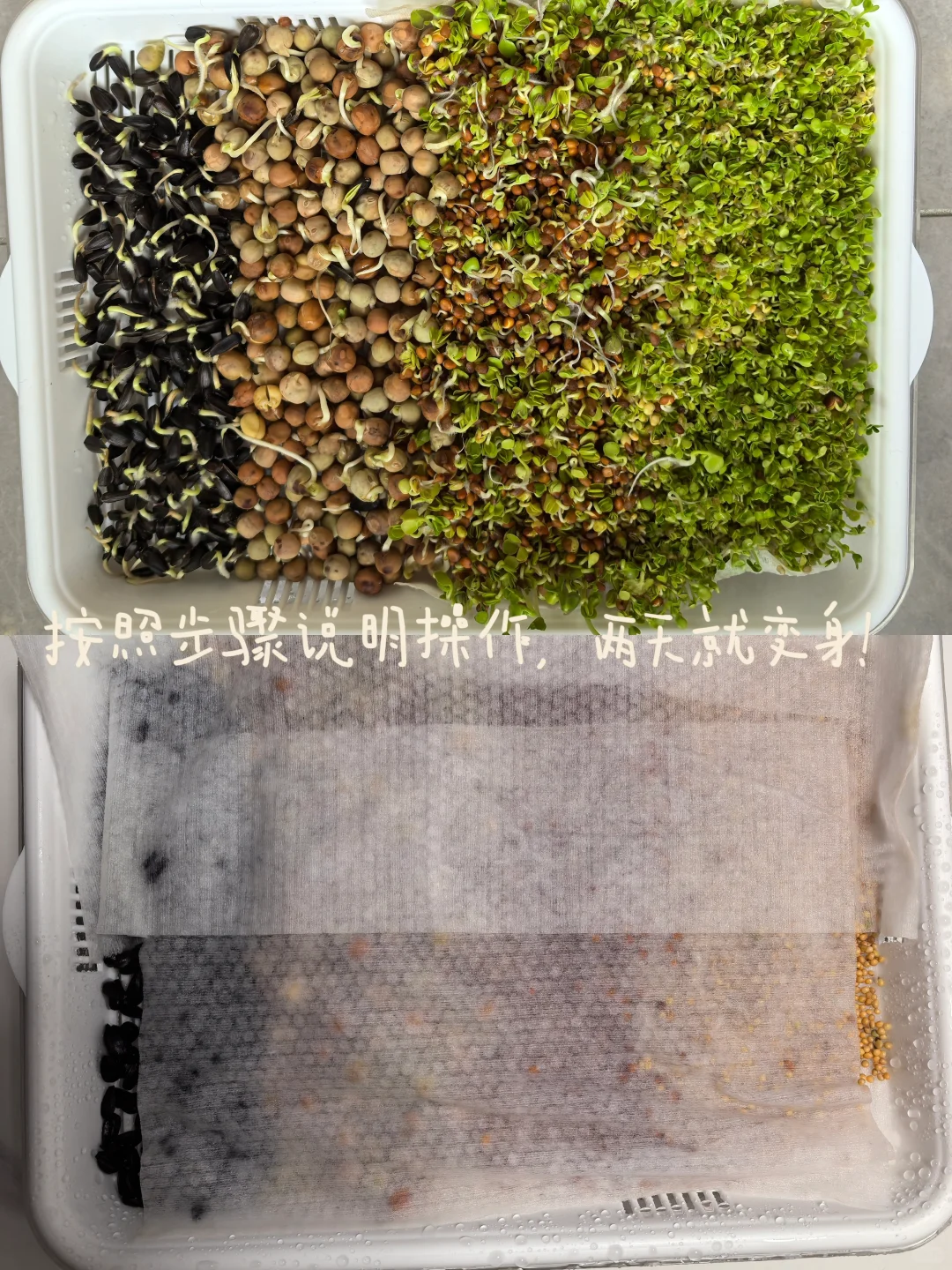 收菜了！秋冬季的第一顿火锅?