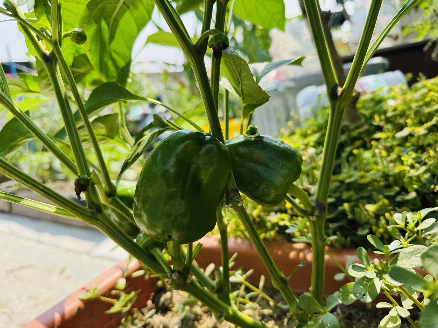 春播的蔬菜开始陆续长大了