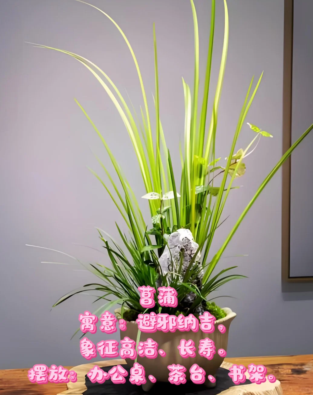 中山｜绿植租赁｜老板办公室植物推荐✨