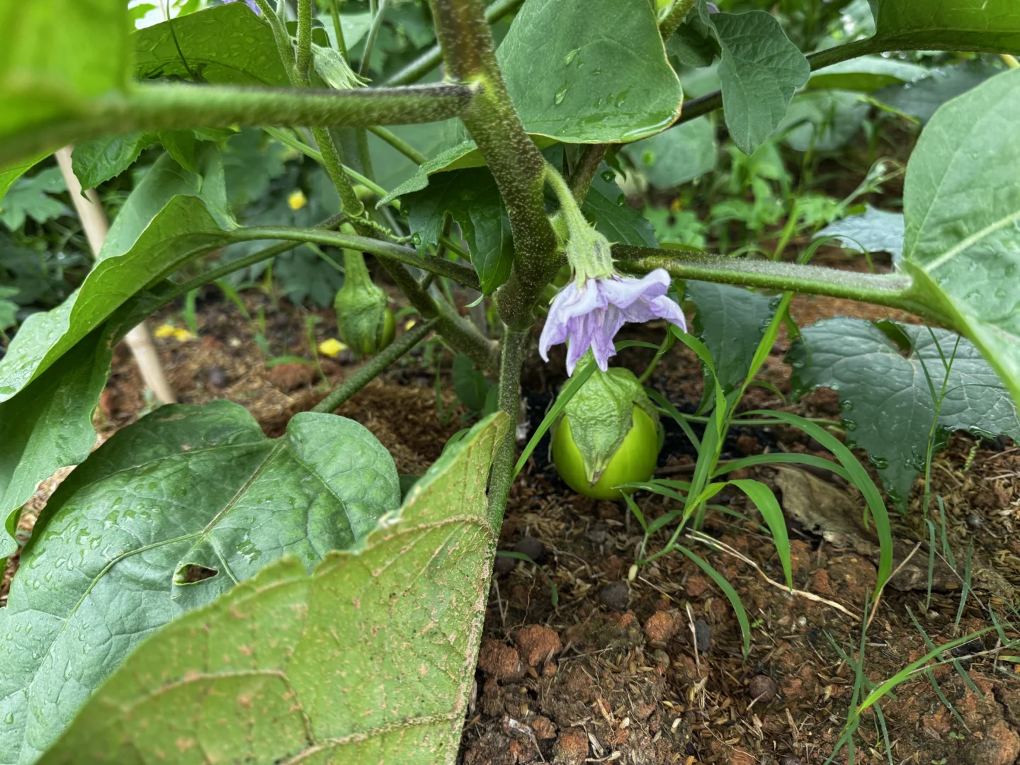 我的菜园丰盛了