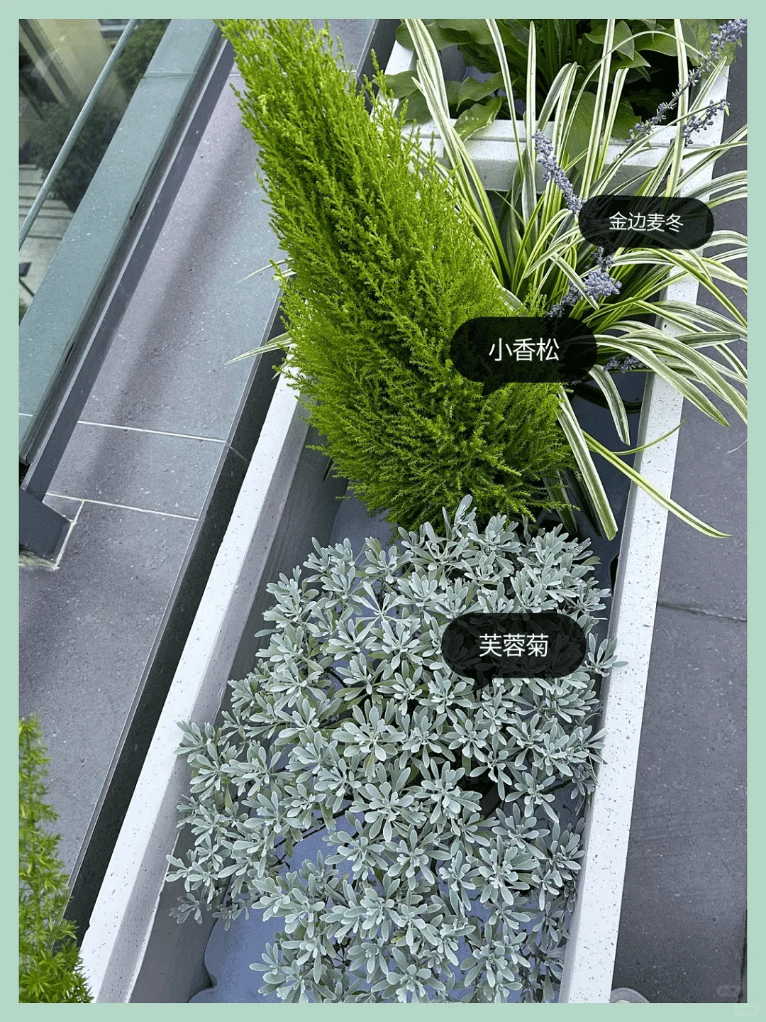 露台改造成绝美花园:高颜值植物