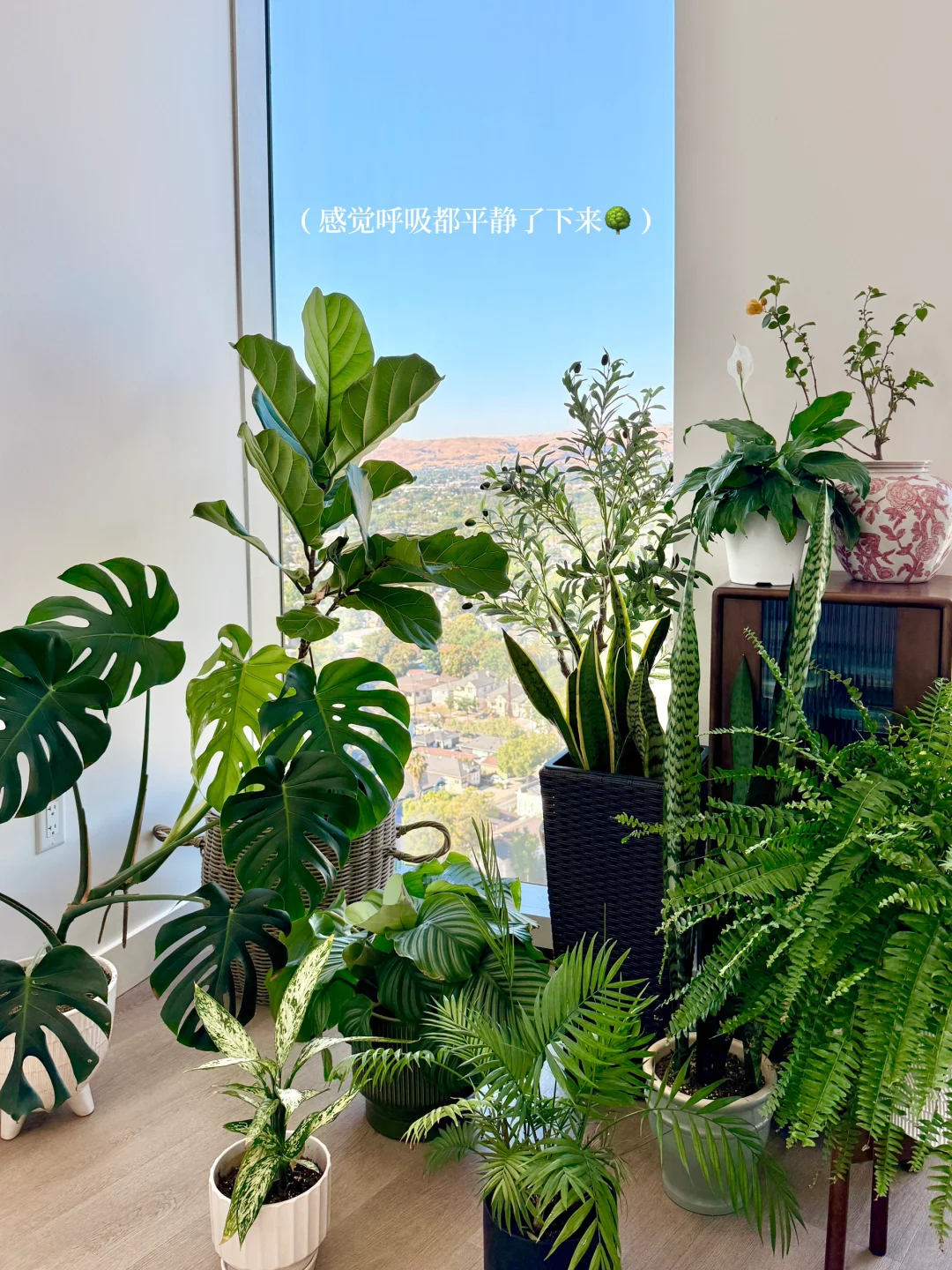 懒人轻松养??氛围感能量绿植分享