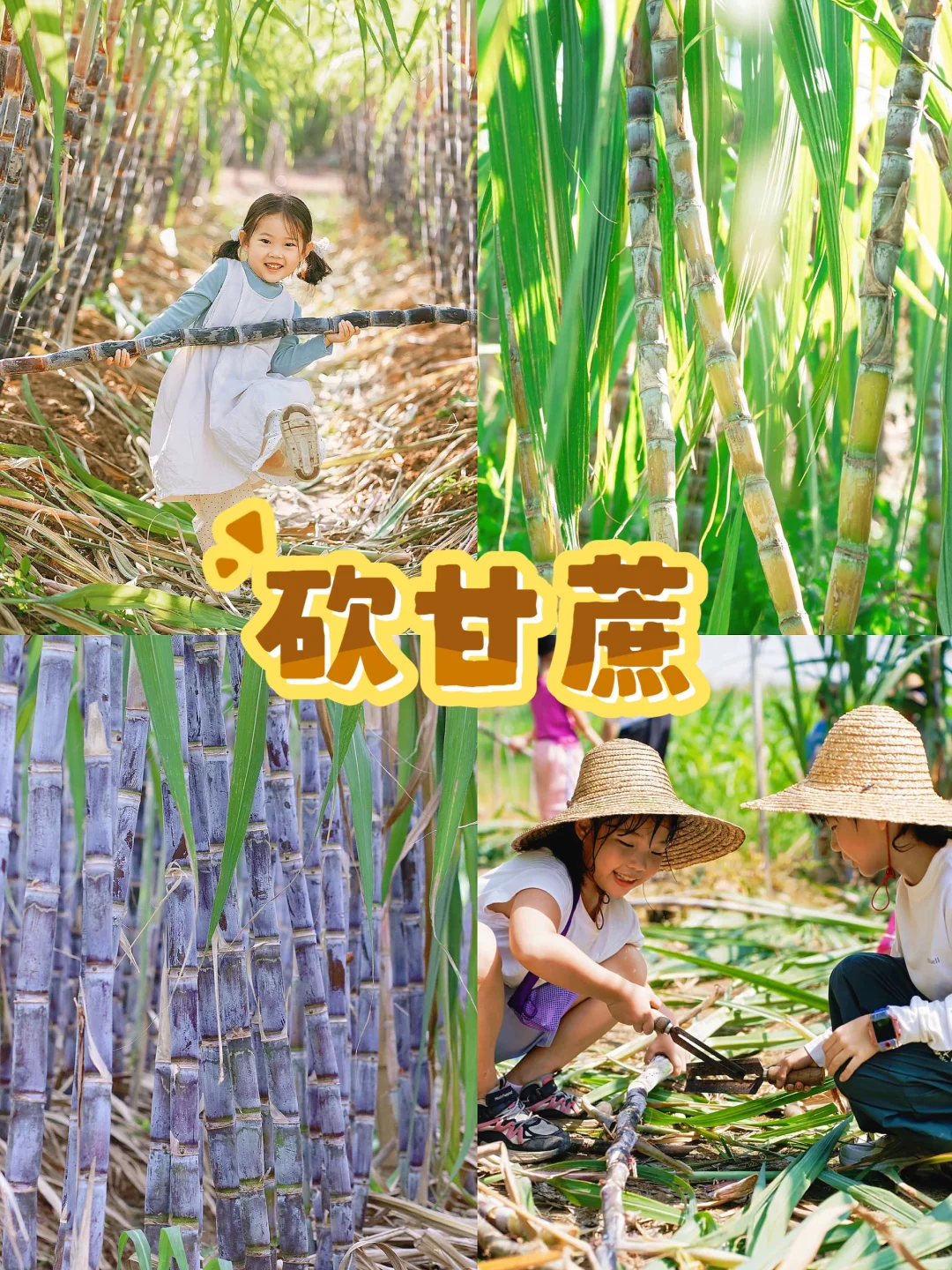 杭州秋季亲子活动‼️带娃打卡12项农事体验?