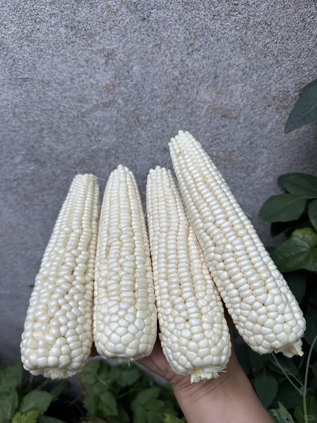 正是吃玉米的大好时节呀