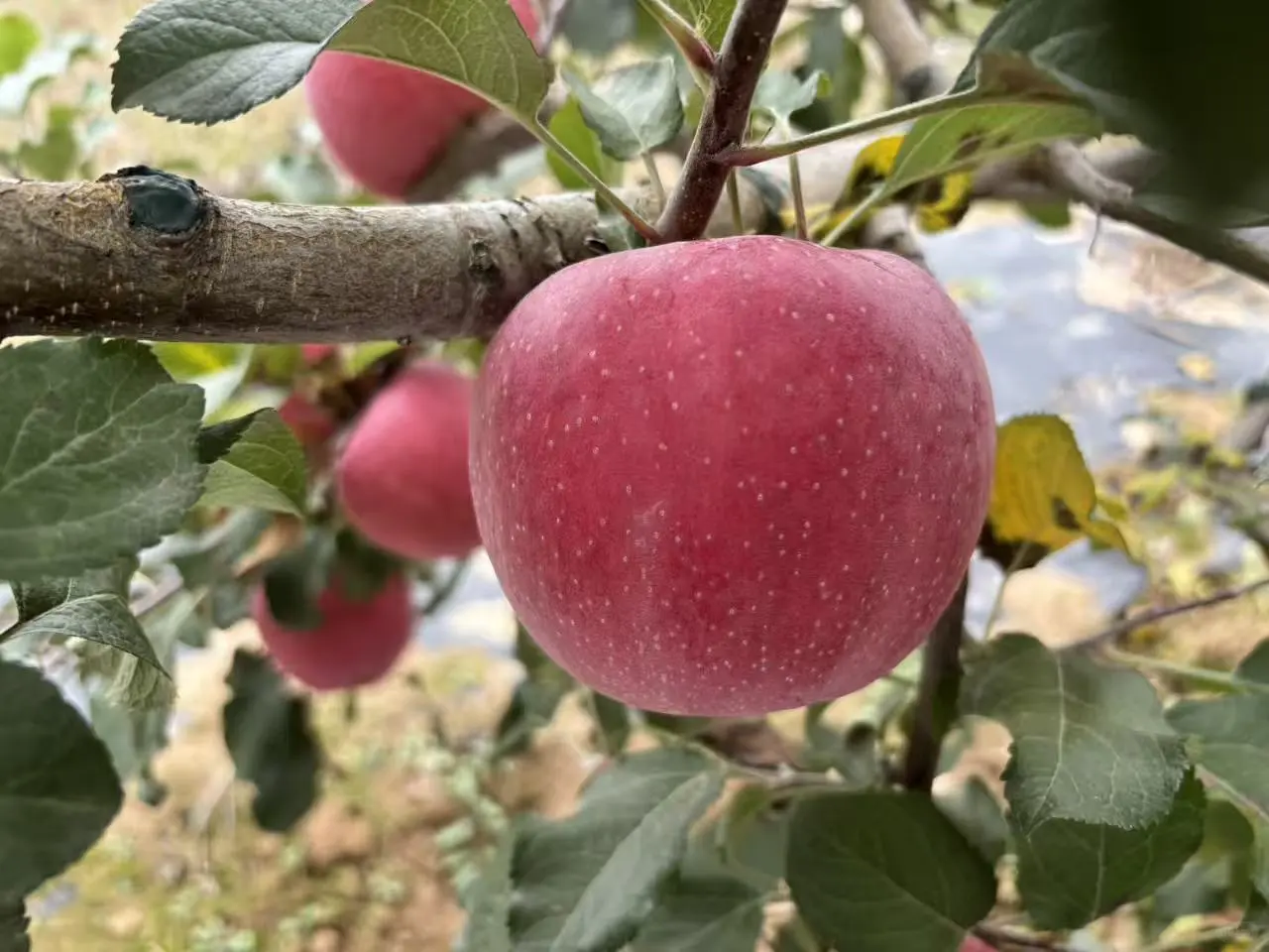 我为爸爸种的静宁苹果代言