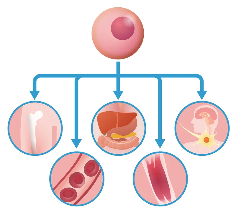 日本干细胞诊所求收购，带培养室啊