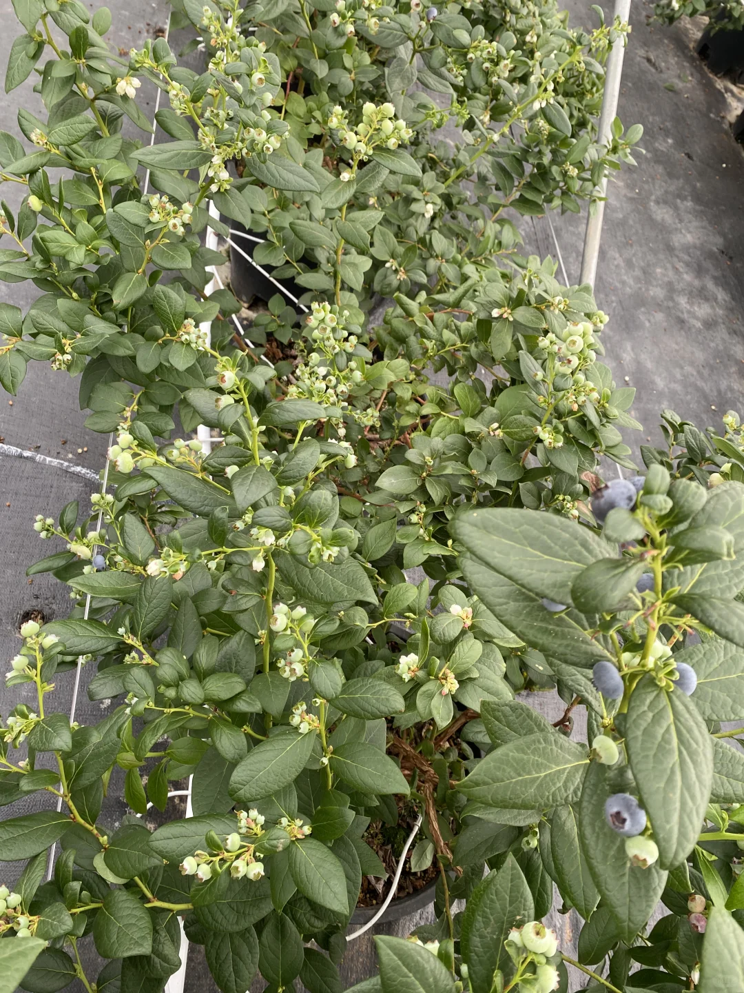 电商平台供货！蓝莓资质齐全可上架