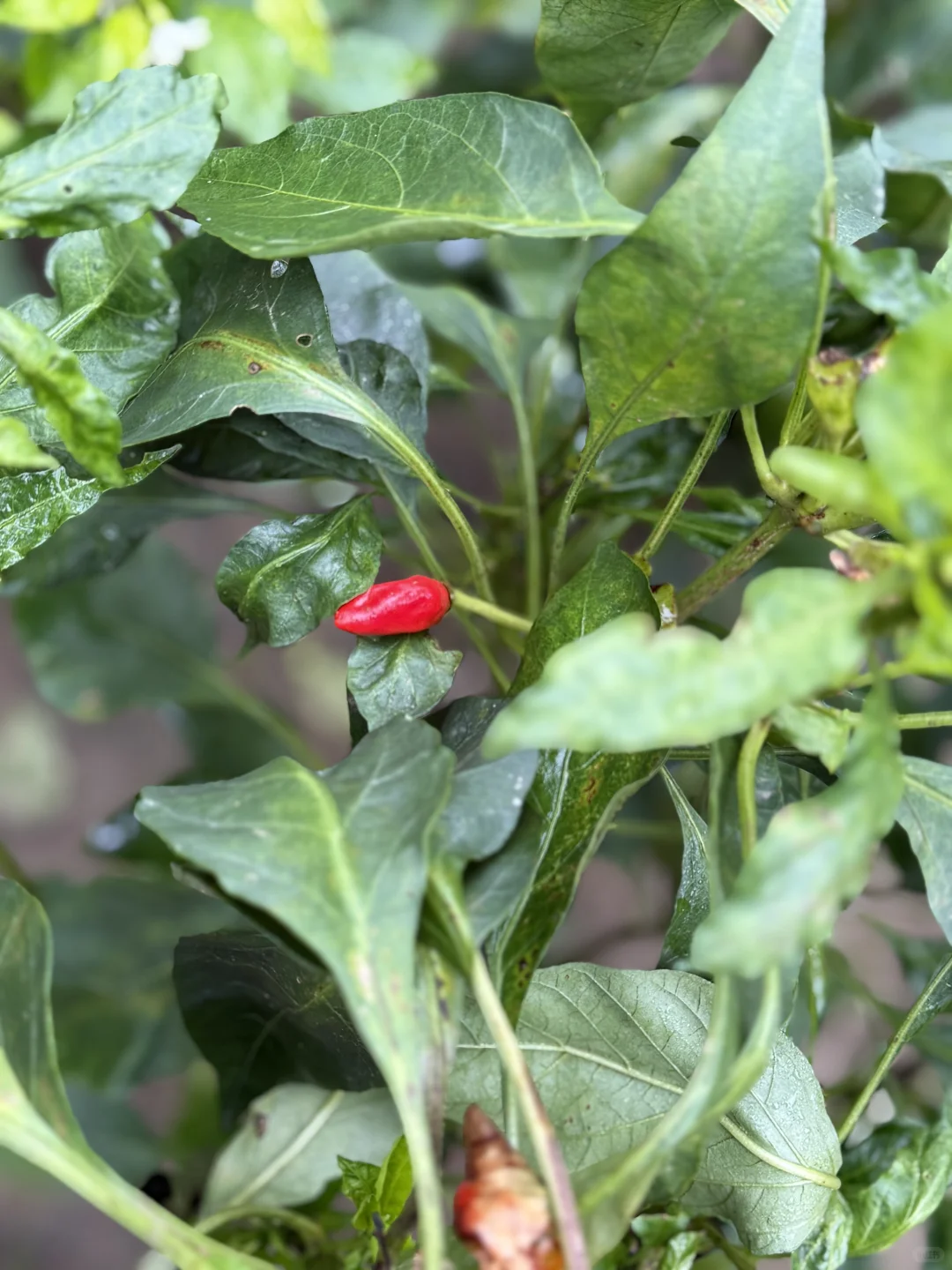 一叶之灵 窥尽全秋