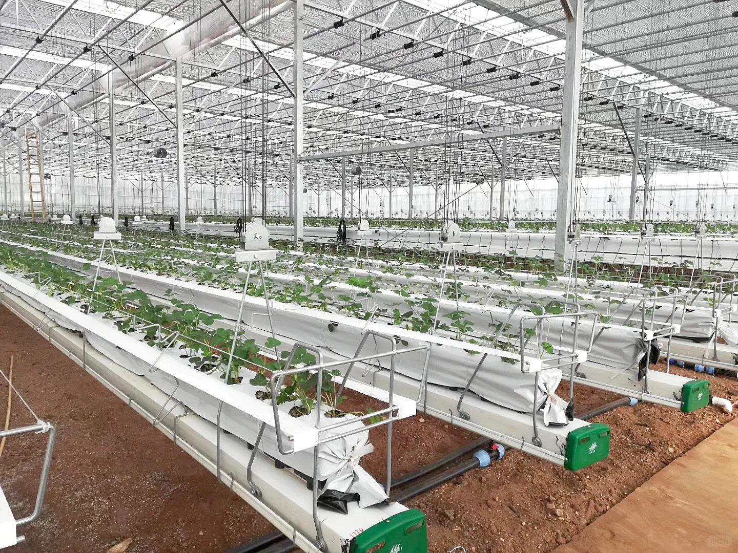 草莓种植槽，大棚栽培水槽：大棚工厂发货