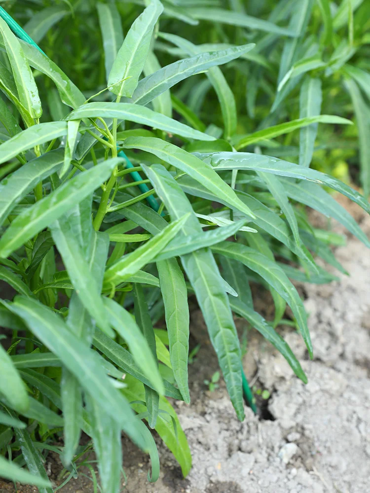 六七月，这些耐高温作物蔬菜还能种！