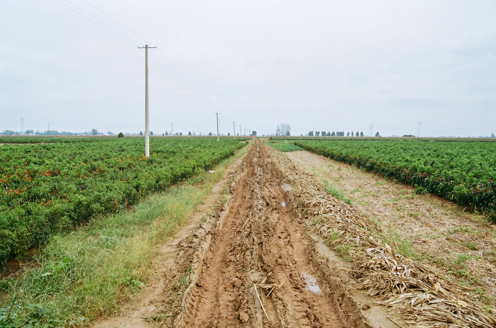 研岗村：河南漯河临颍县小村庄的秋天
