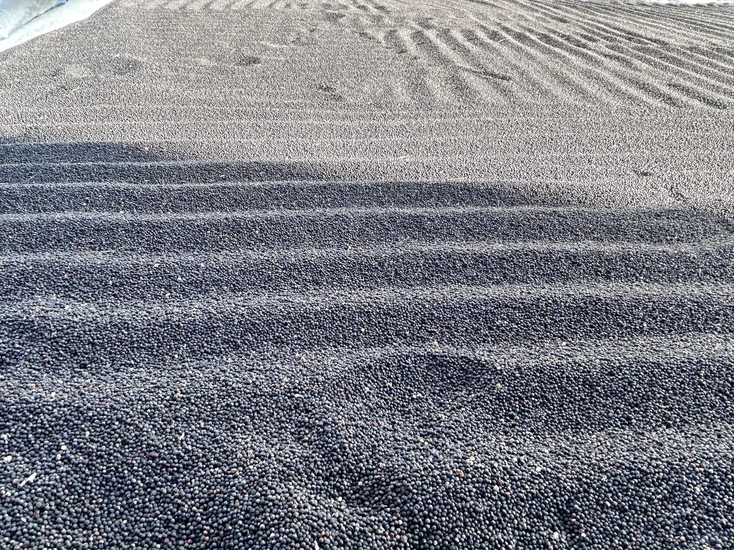 四川生油菜籽
