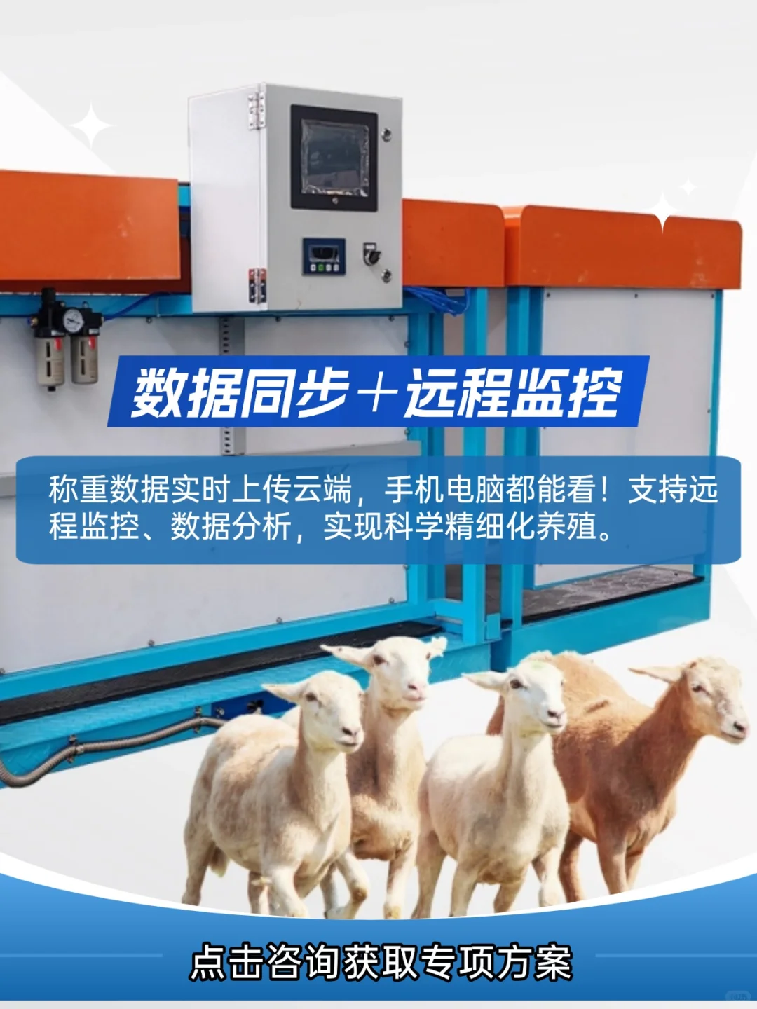 科技牧场 | 智能称重分群，效率安全双提升