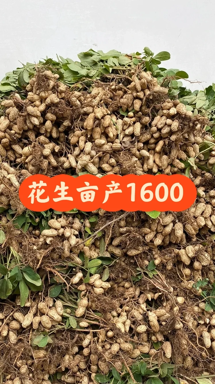 花生高产1600斤