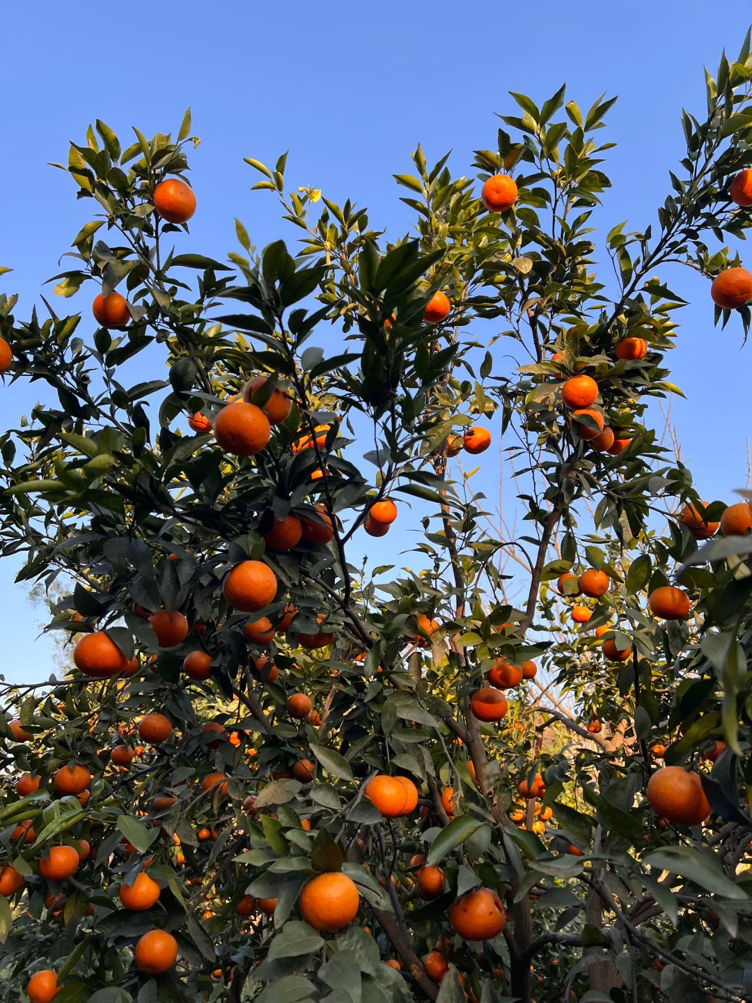 原来助农都是真的…