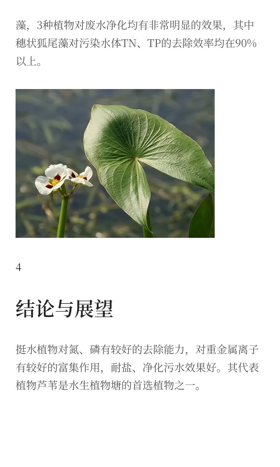 水生植物对污染水体修复的研究进展