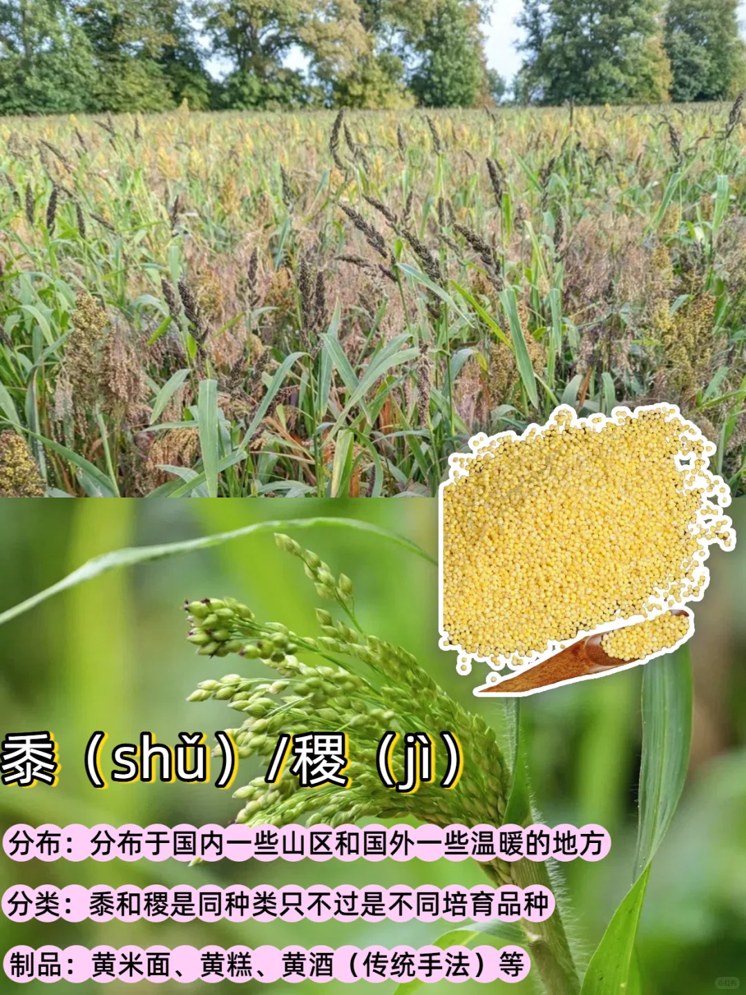 五谷丰登是哪“五谷”？