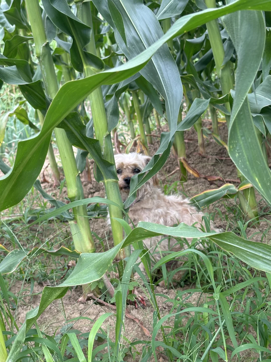 吃糯玉米的季节
