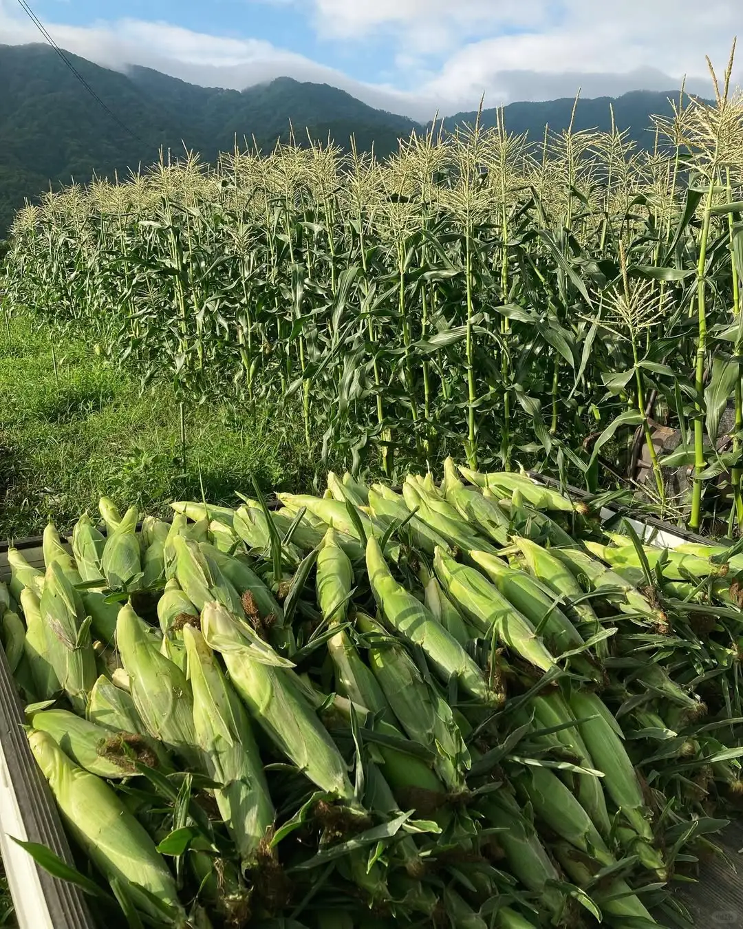 新手 第一年真的别种玉米?