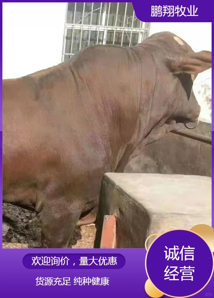 鹏翔牧业活牛