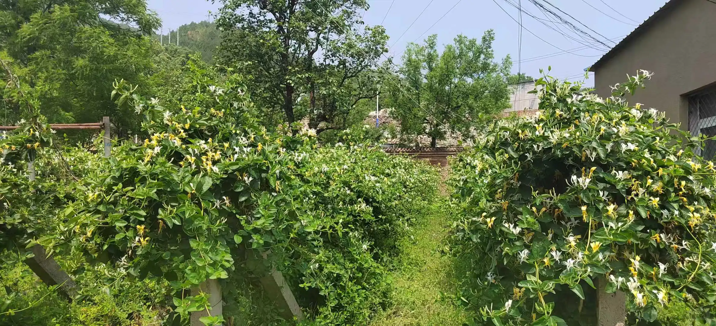 大学生助农实况！黄土坡村专场