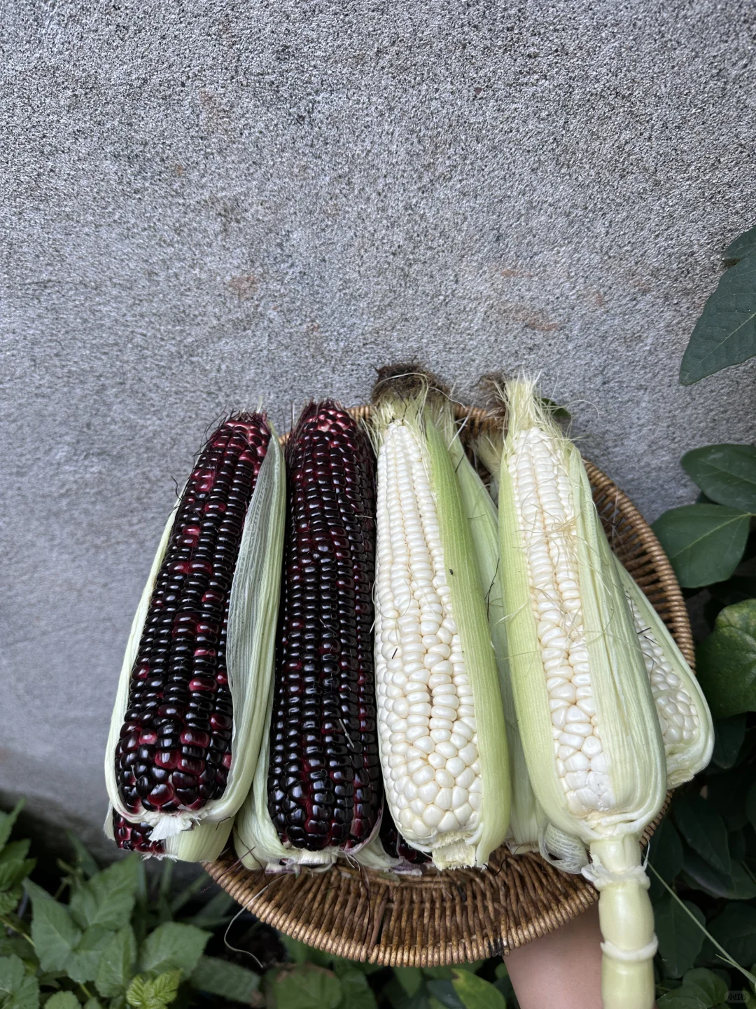 正是吃玉米的大好时节呀