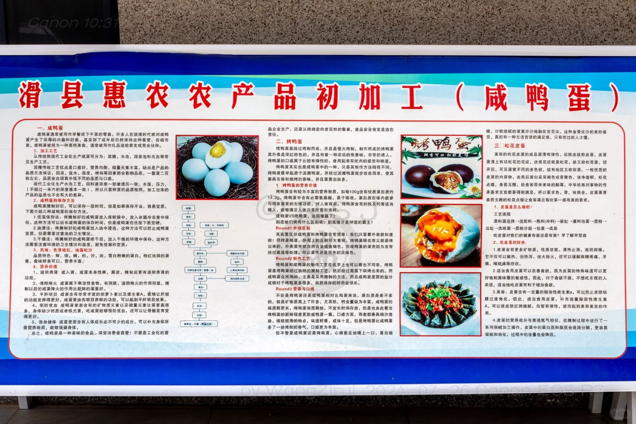 滑县牛屯镇：小鸭蛋做成大产业丨河南安阳