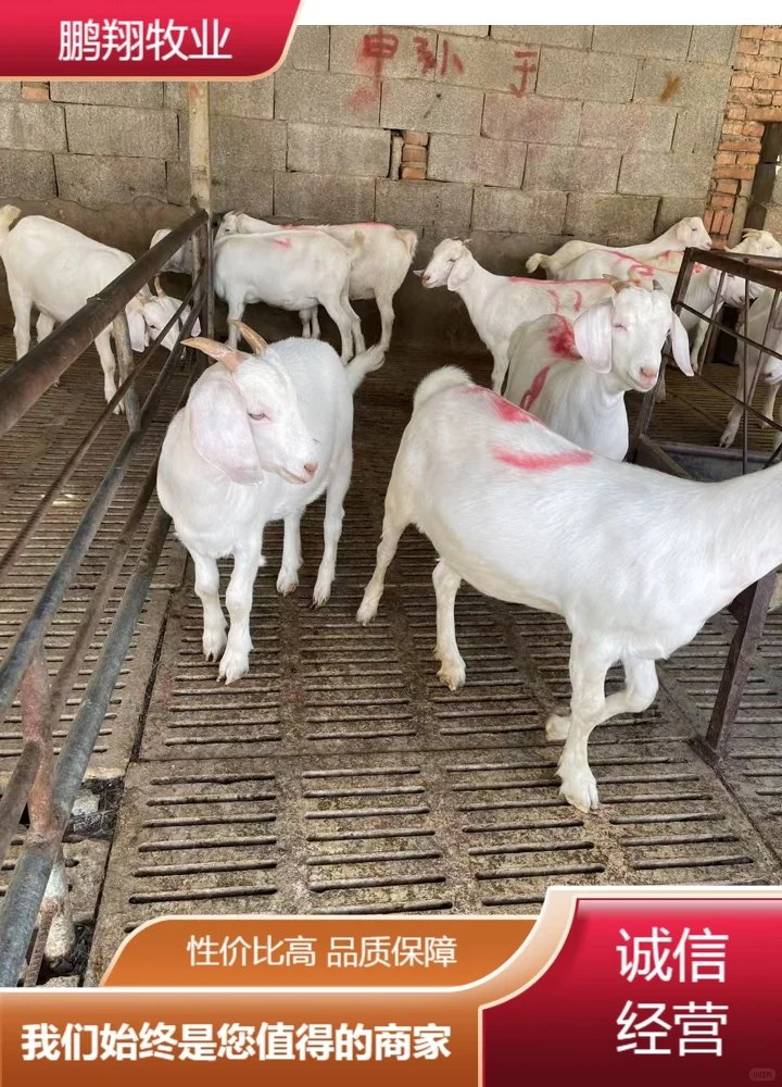 鹏翔牧业绵羊