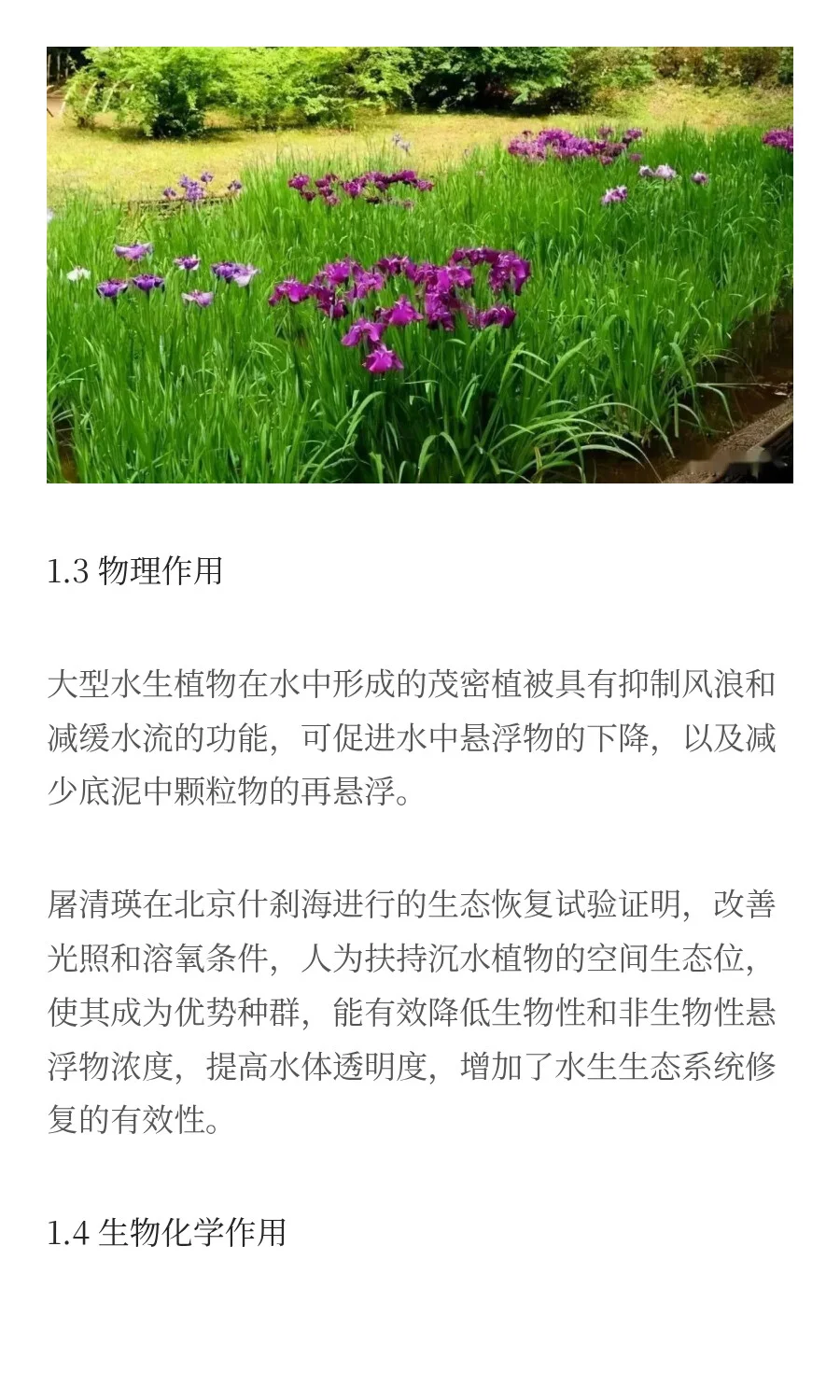 水生植物对污染水体修复的研究进展