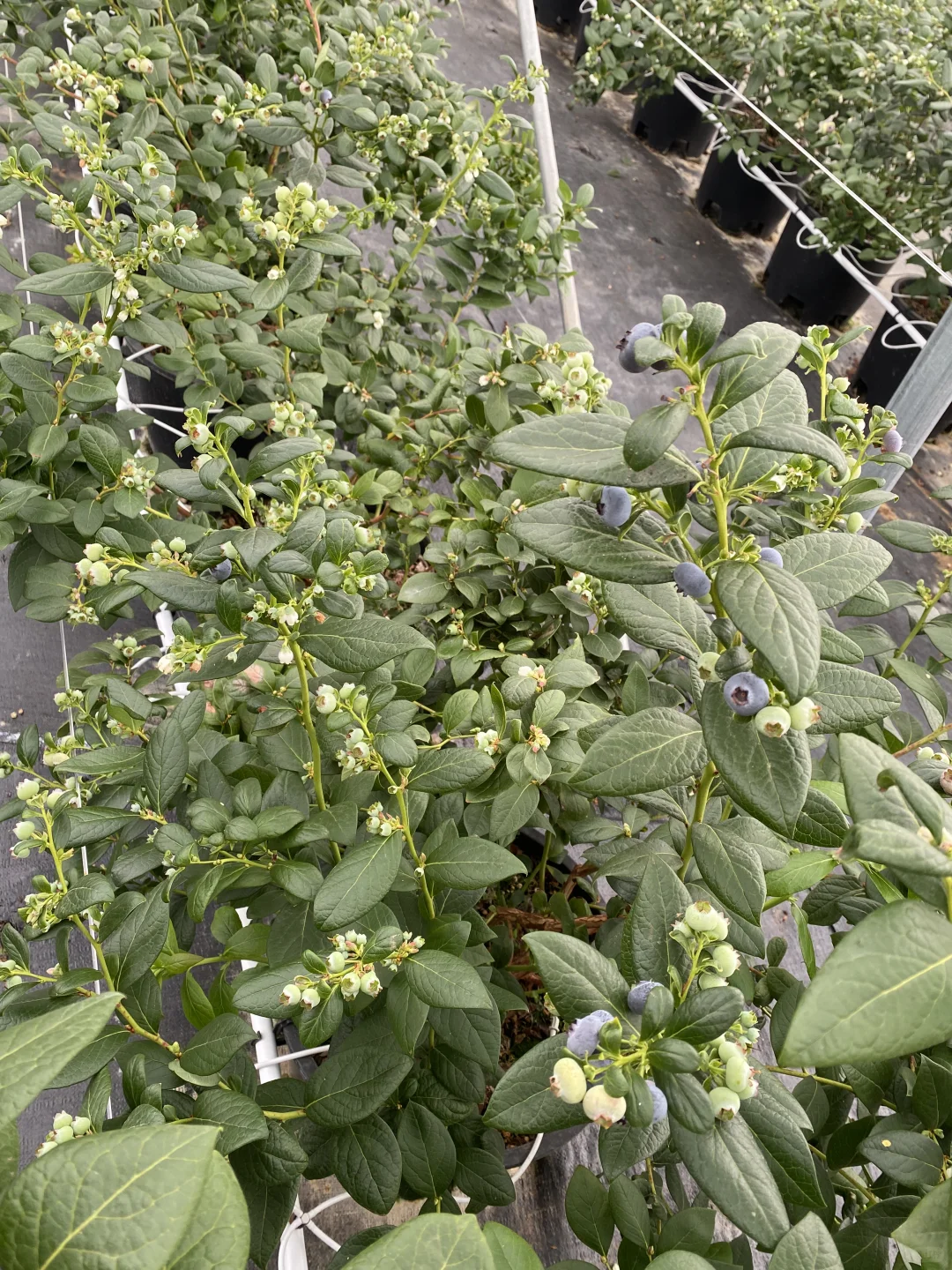 电商平台供货！蓝莓资质齐全可上架