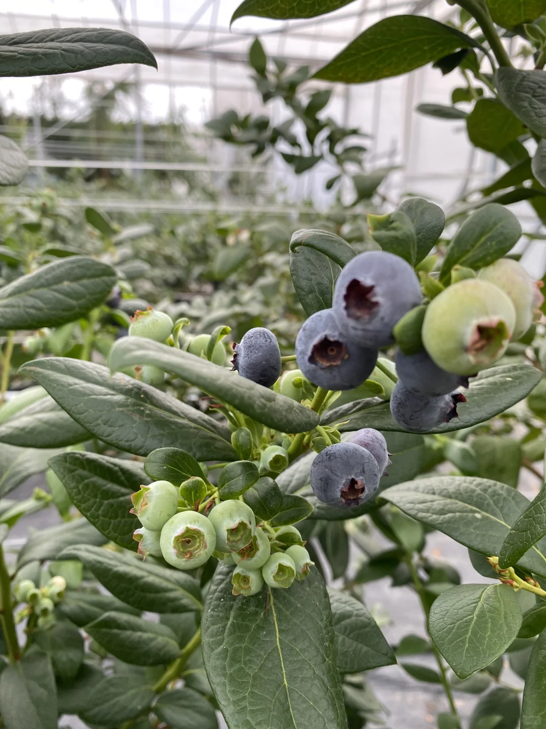 电商平台供货！蓝莓资质齐全可上架