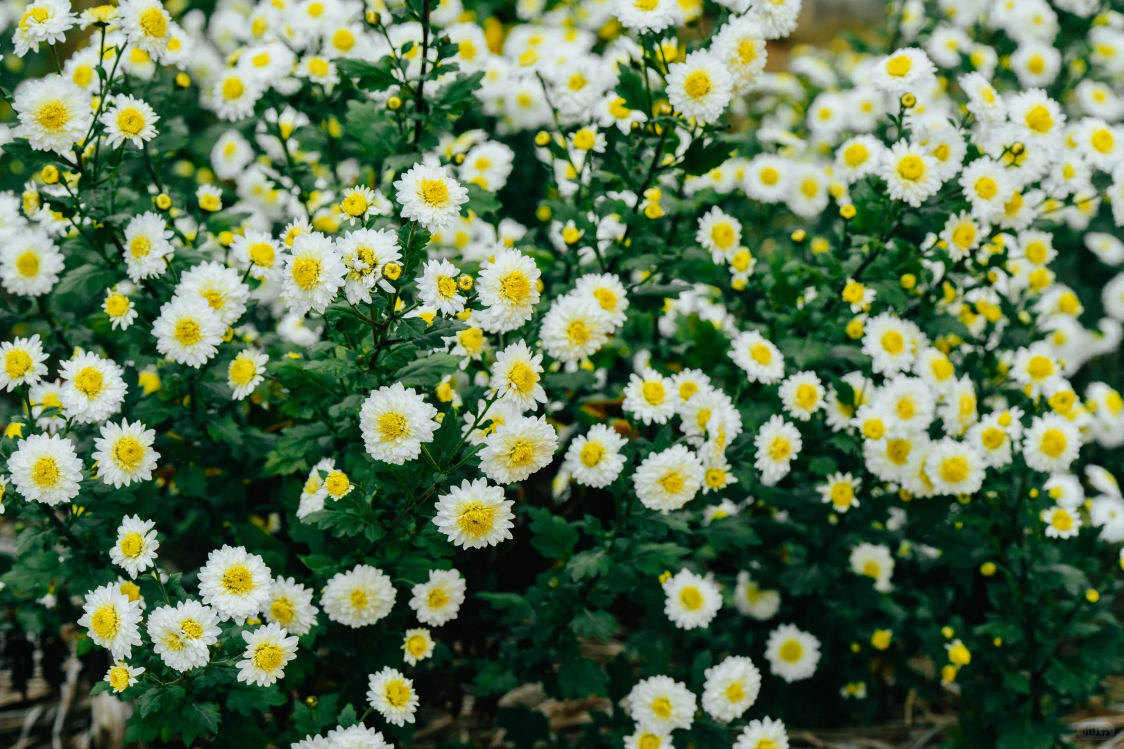 为什么非要去皖南，皖南到底有谁在啊？！