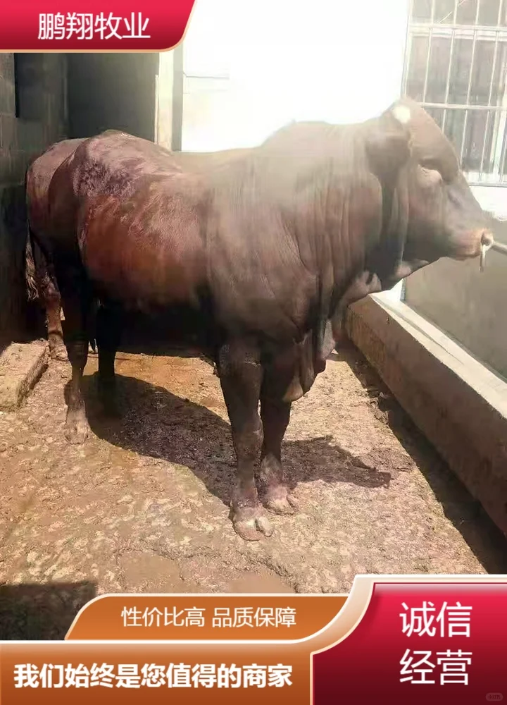 鹏翔牧业母牛