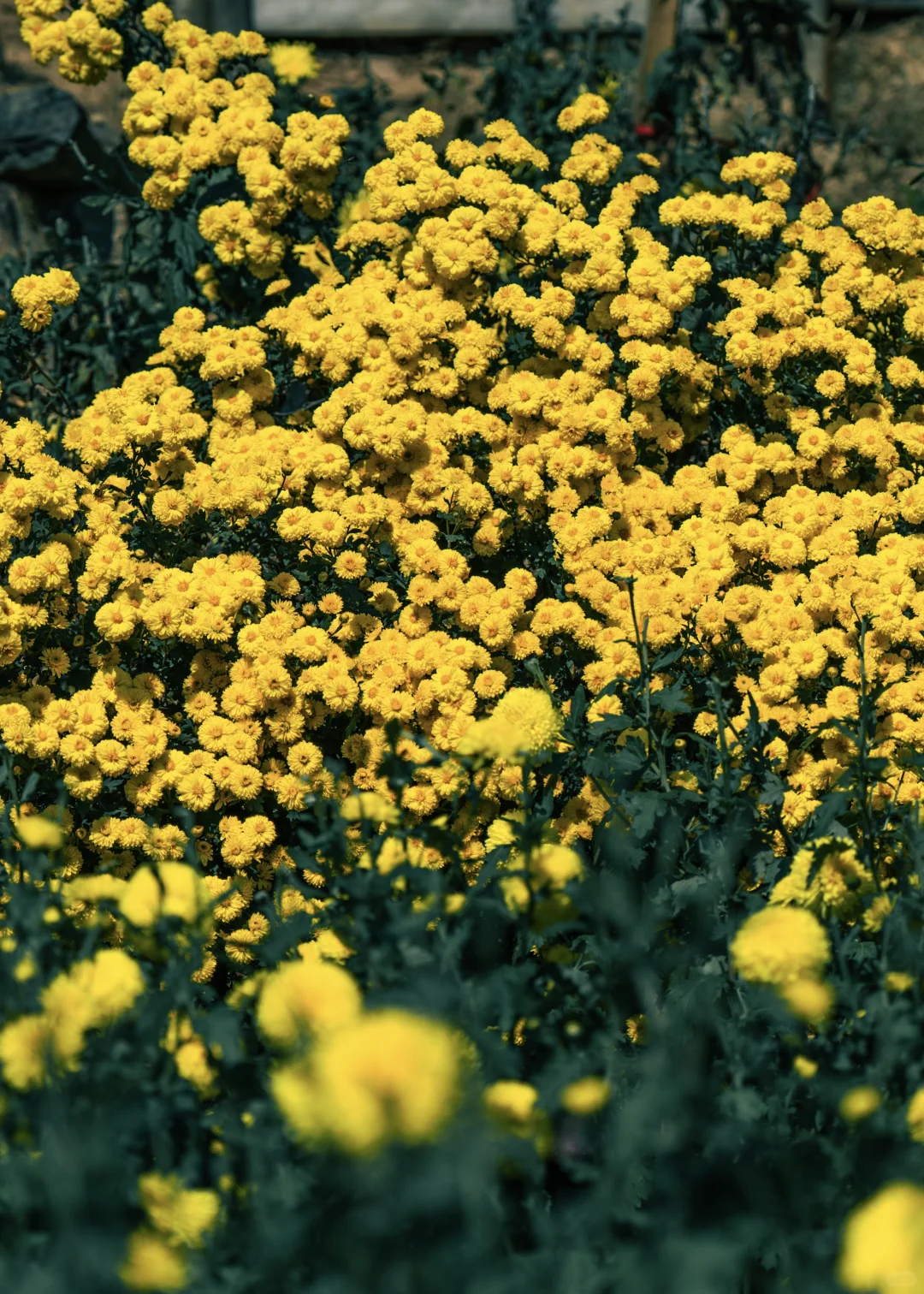 橫心岭:不是花中偏爱菊，此花开尽更无花