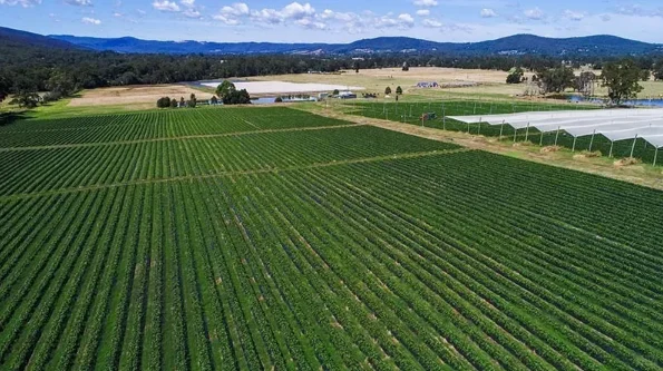 Millgrove草莓农场