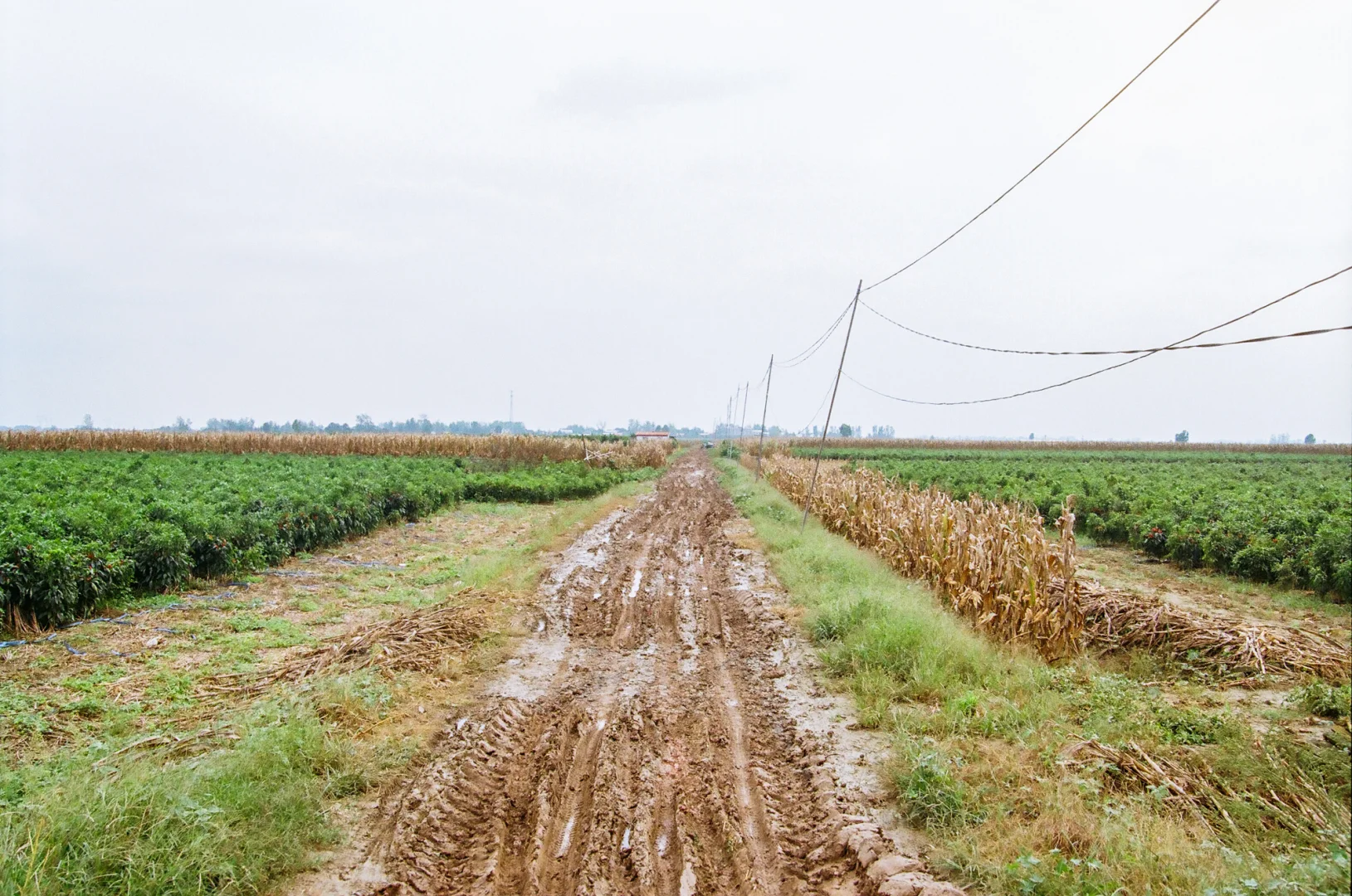 研岗村：河南漯河临颍县小村庄的秋天