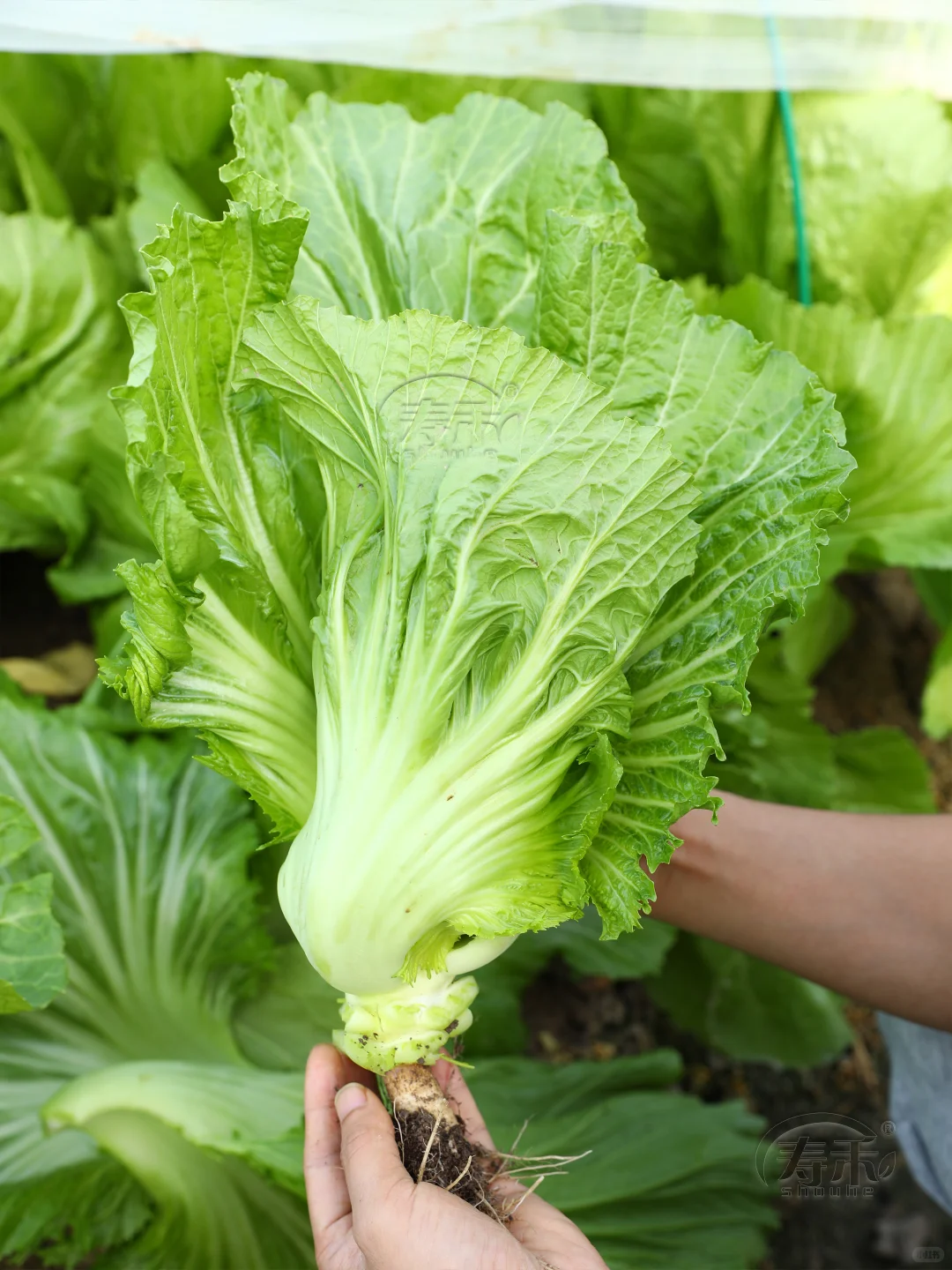 9月种菜黄金期,种上这些,秋冬不愁没菜吃