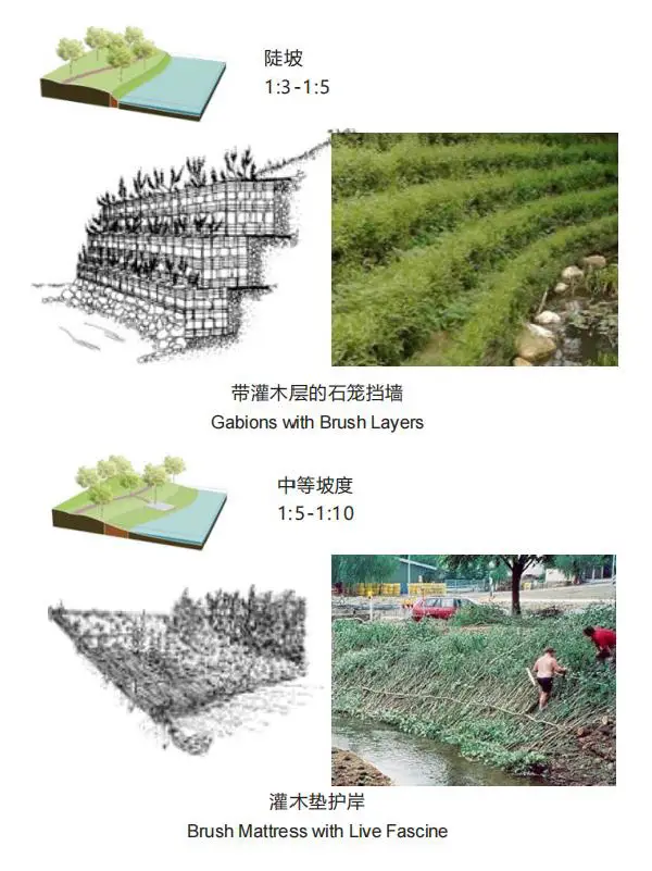 分析图|12类河岸生态修复的方法